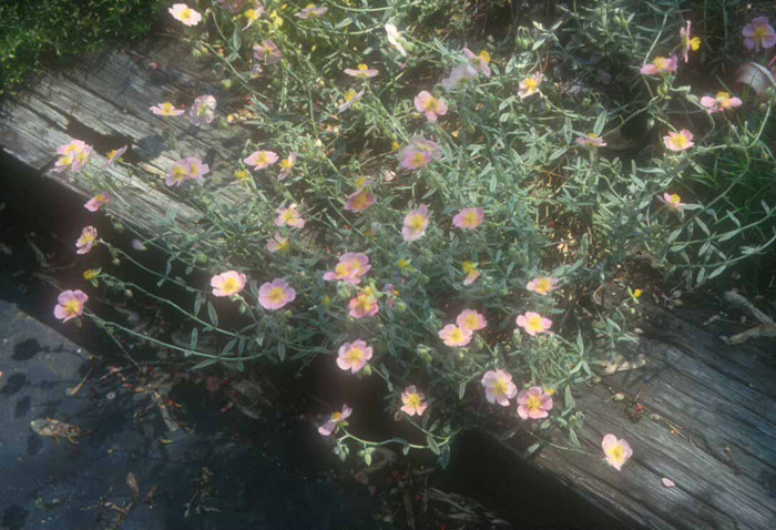 Plant photo of: Helianthemum nummularium 'Wisley Pink'