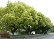 Camphor Tree